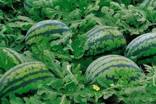 西瓜精品国产在线线,畅享夏日清凉美味之旅